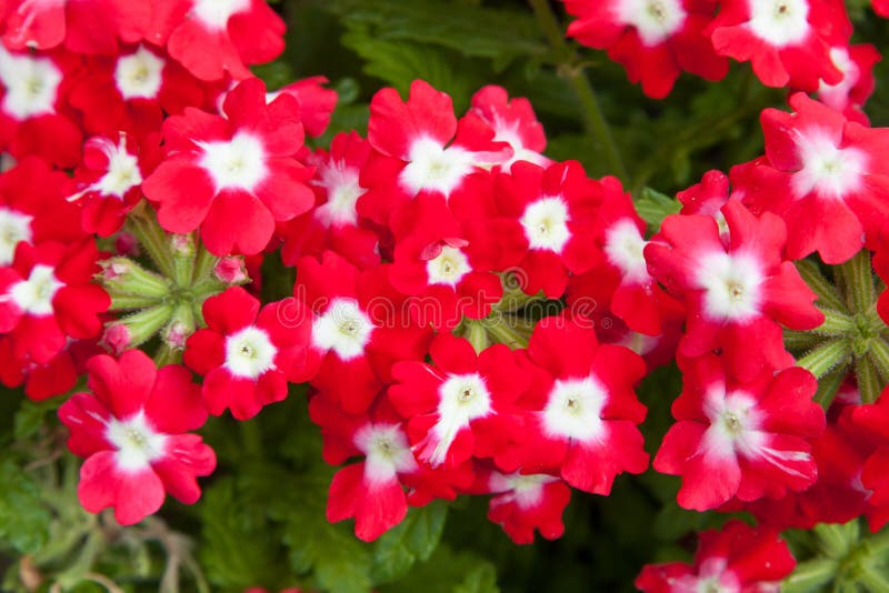 Gardening, botany and flora concept - beautiful red flowers at summer garden