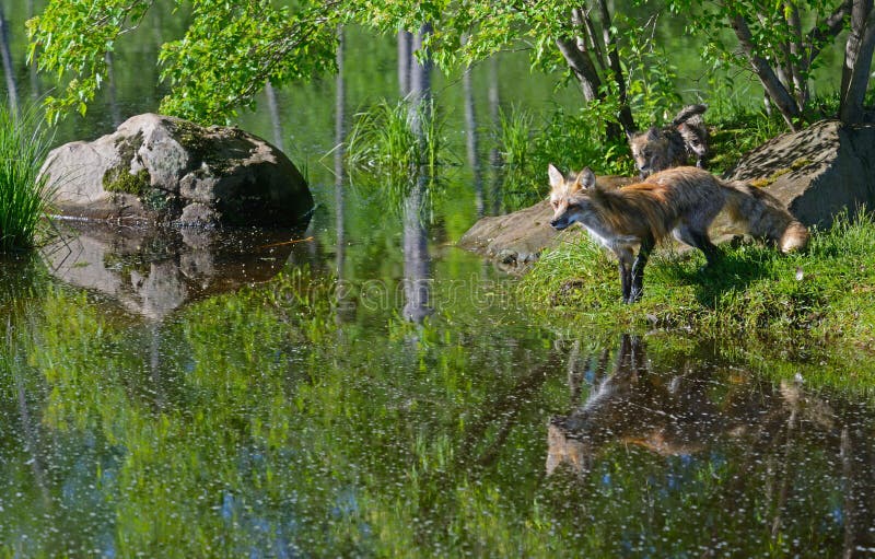 Beautiful Red Fox showing water reflection.