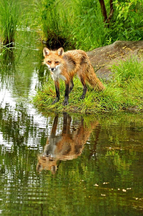 water fox water fox