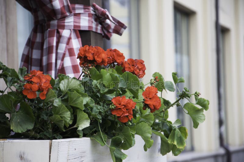 Beautiful red geranium flowers