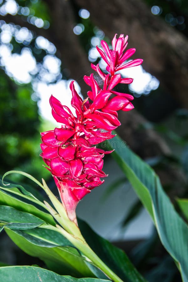 Beautiful Red Ginger Flower Stock Image Image of botanical, foliage
