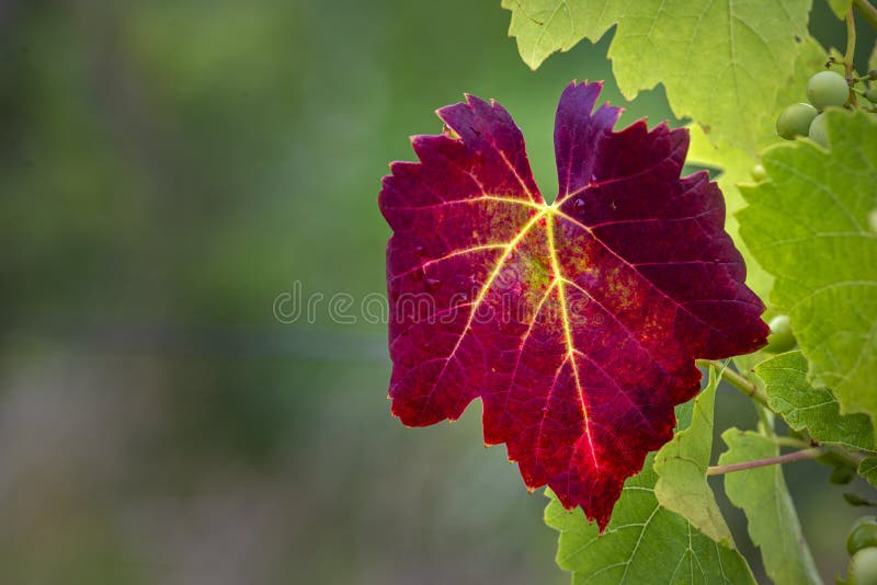 beautiful Red grape leaves close-up. Bright sunlight. Autumn natural background. Beautiful autumn leaves on a vine. Vineyard