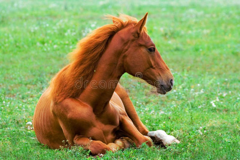 Beautiful red horse stock photo