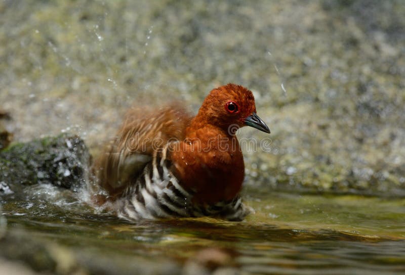 Hermoso, malasia a rayas en el agua.