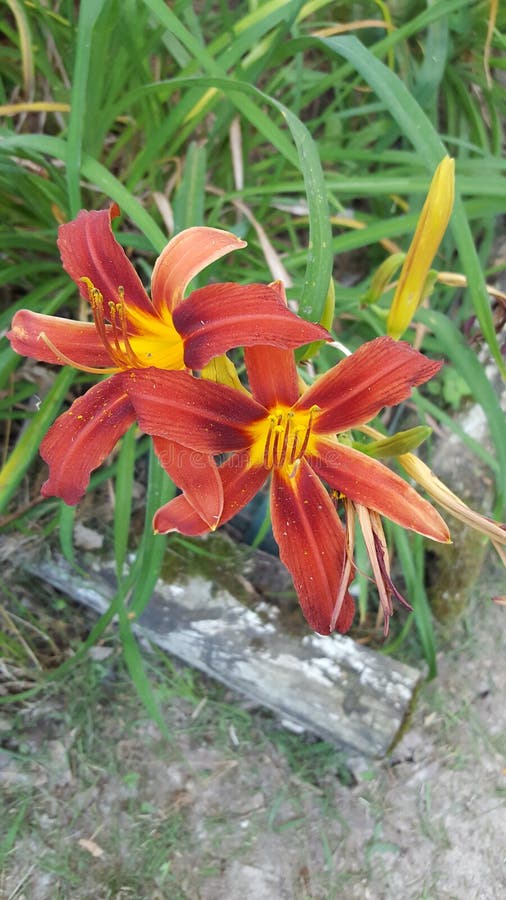 Red lillies royalty free stock photography Red lillies royalty free stock photography