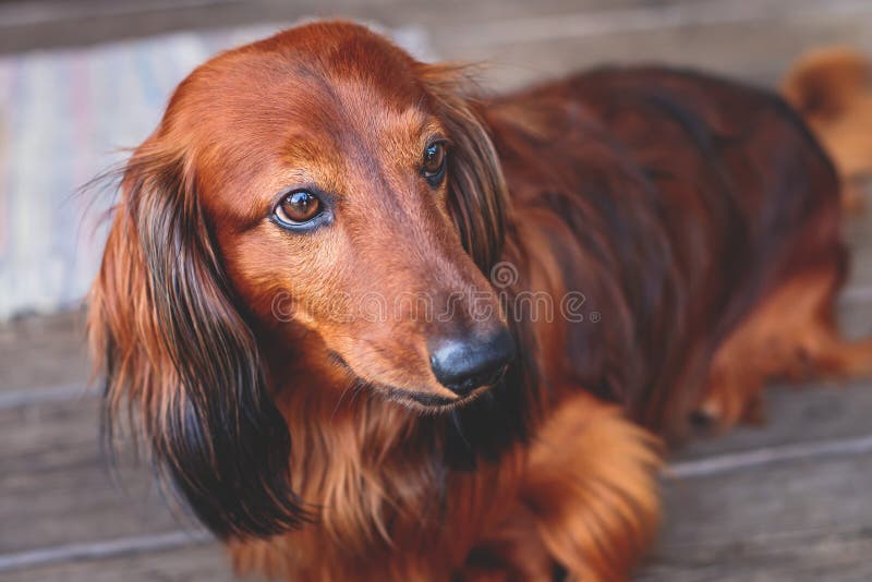 Beautiful Red Long-haired Grown Up Adult Dachshund Dog Portrait Stock Image  - Image of pedigree, haired: 213589375