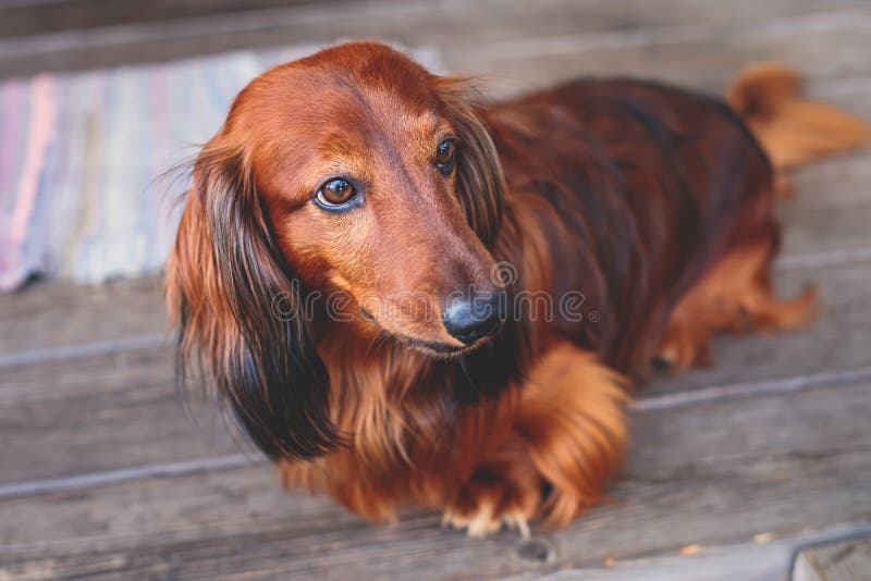 Beautiful Red Long-haired Grown Up Adult Dachshund Dog Portrait Stock Photo  - Image of hunters, pets: 213589380