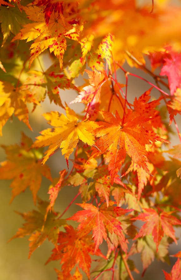 Beautiful red maple leaves at fall
