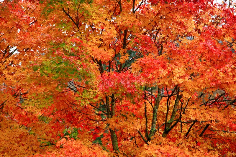 Beautiful Red Maple Momiji Leaves in Nikko Stock Image - Image of ...