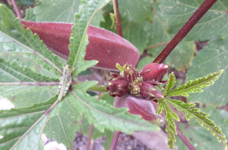 Beautiful red okra tree with red fruit and flowers royalty free stock photos