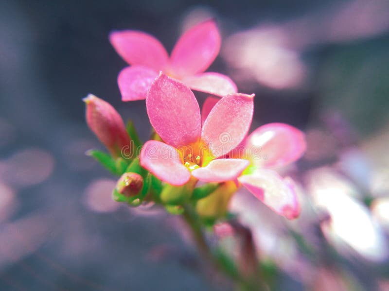 34,095 Beautiful Red Orchid Flower Stock Photos Free & RoyaltyFree Stock Photos from Dreamstime