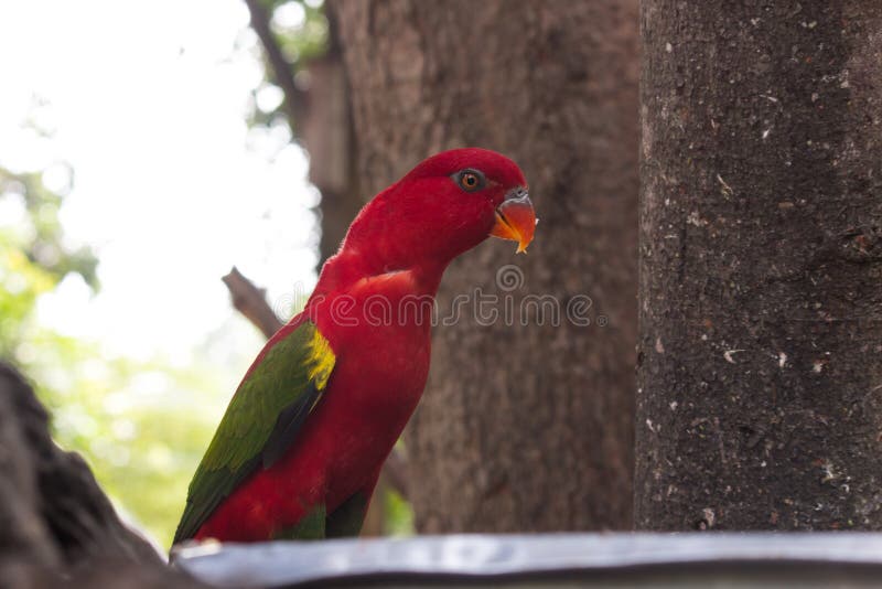 Beautiful red parrot bird stock image. Image of feather 94692641