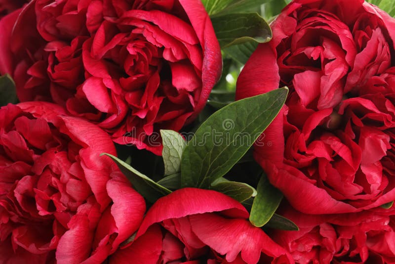 Beautiful red peonies as background, closeup view