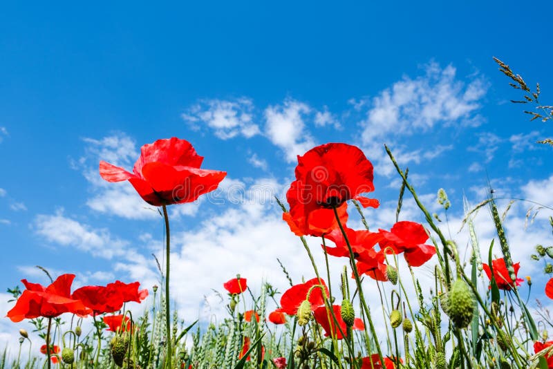Poppies in perspective stock photo. Image of grass, poppies - 35009216