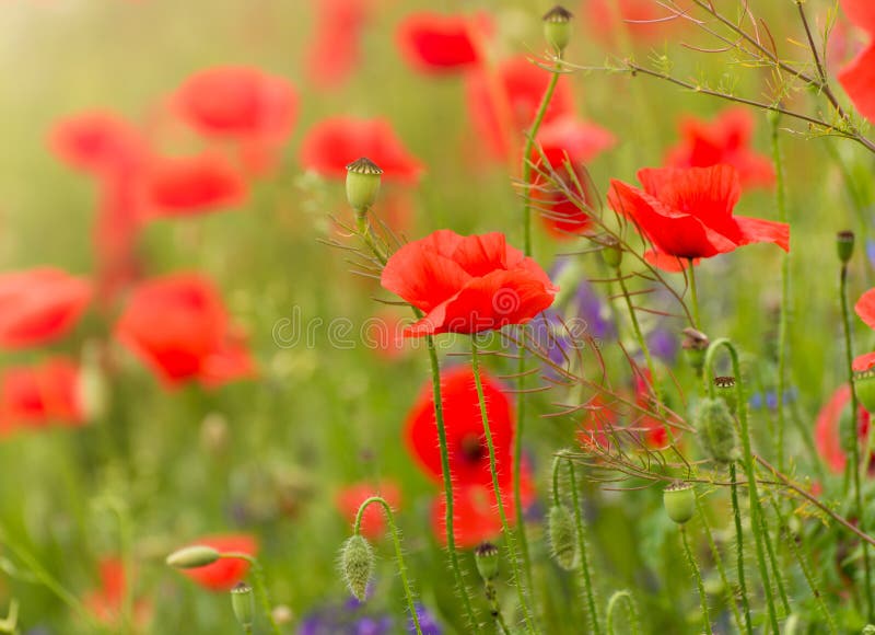 Beautiful Red Poppies. Red Flower Symbol of War. Remembrance Day Stock ...