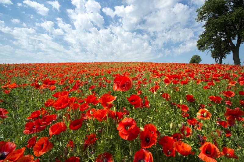 Beautiful red poppy field in Poland