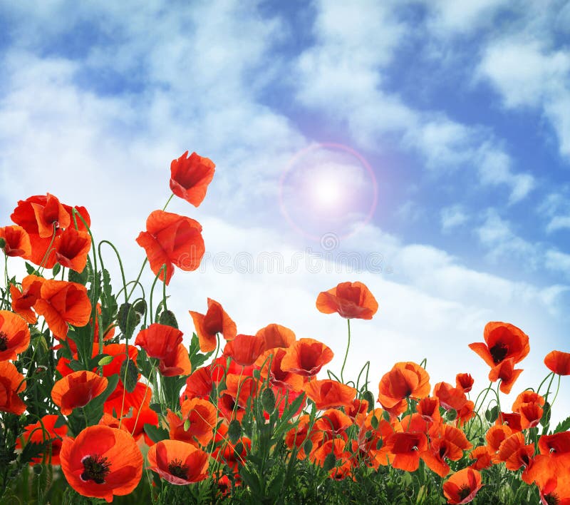 Red poppy flowers under blue sky with clouds