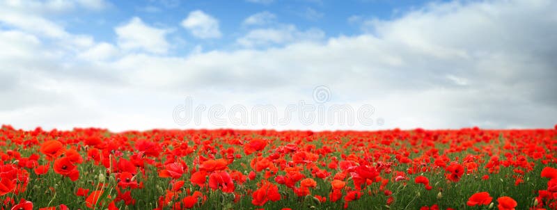 Red poppy flowers under blue sky with clouds, banner design