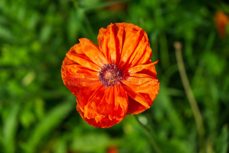 Beautiful red poppy plant in nature.