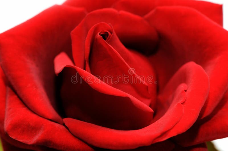 Beautiful red rose