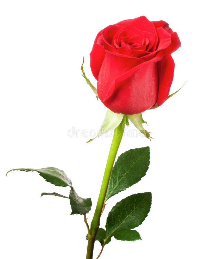 Beautiful red rose royalty free stock images