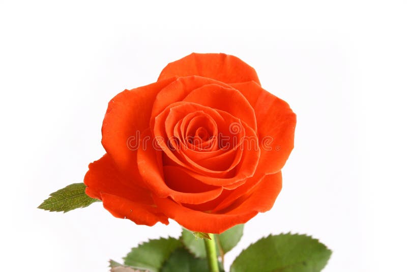 Beautiful Red Rose