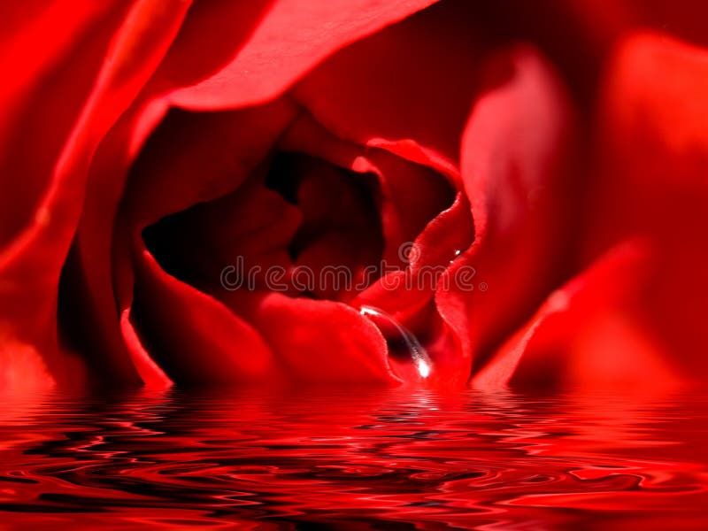 Beautiful red rose