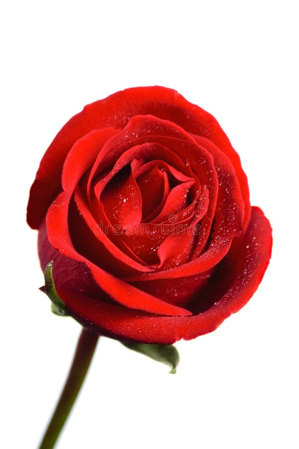 Beautiful red rose stock photography