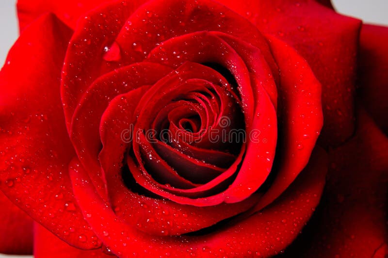 Beautiful red rose