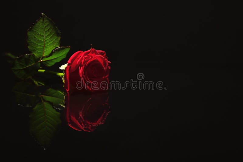 62,502 Red Rose Black Background Stock Photos - Free & Royalty-Free Stock  Photos from Dreamstime