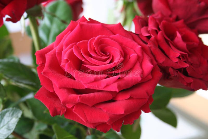 Beautiful red Rose in bouquet for giving away at birthdays or for congratulation. Bouquet with red Roses which always is suitable to give away at birthdays or stock image Beautiful red Rose in bouquet for giving away at birthdays or for congratulation. Bouquet with red Roses which always is suitable to give away at birthdays or stock image