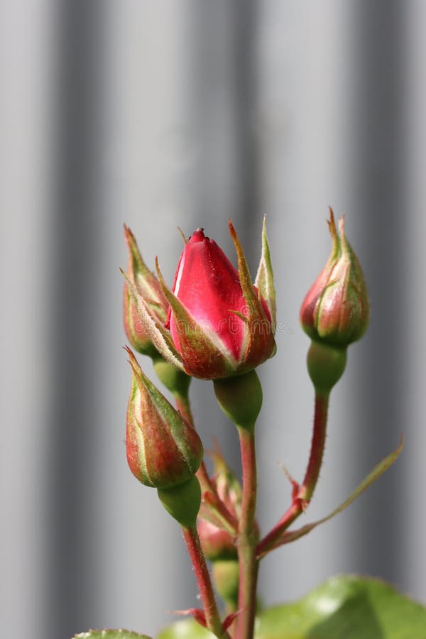Red Rose Bud Close-up Free Stock Photo - Public Domain Pictures