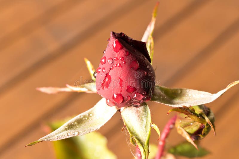 Beautiful Red Rose In A Bud Conceptual Design Of Greeting Card Stock