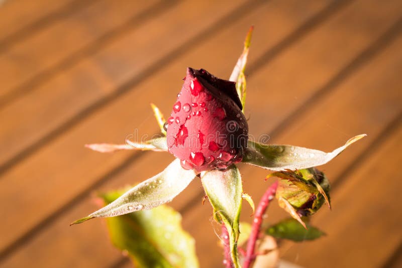 Beautiful Red Rose In A Bud Conceptual Design Of Greeting Card Stock