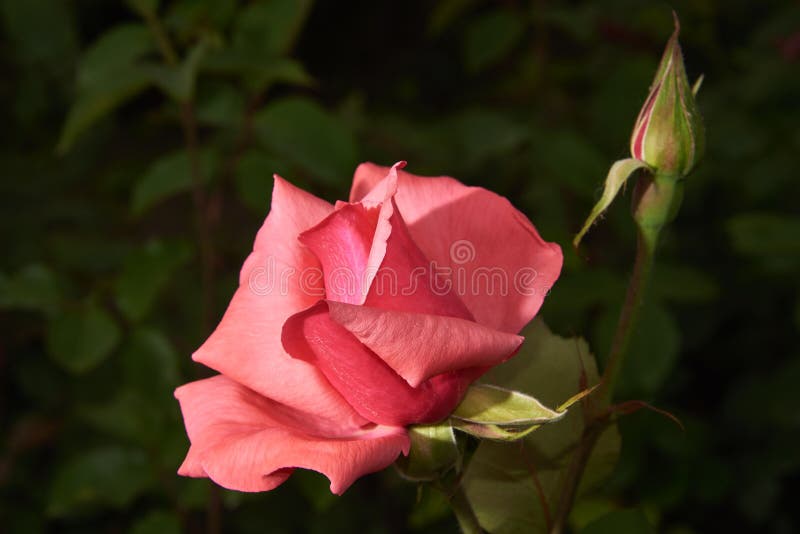 Beautiful red rose and bud on a dark background stock photos