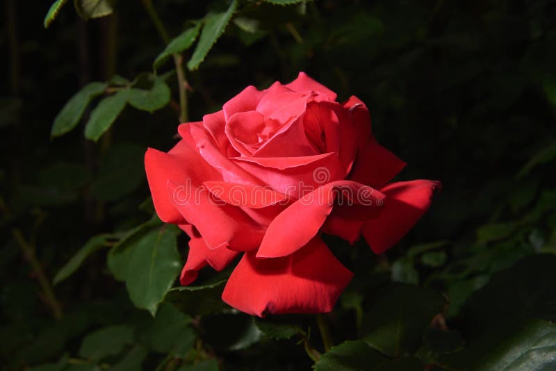 Beautiful red rose on a dark background royalty free stock image