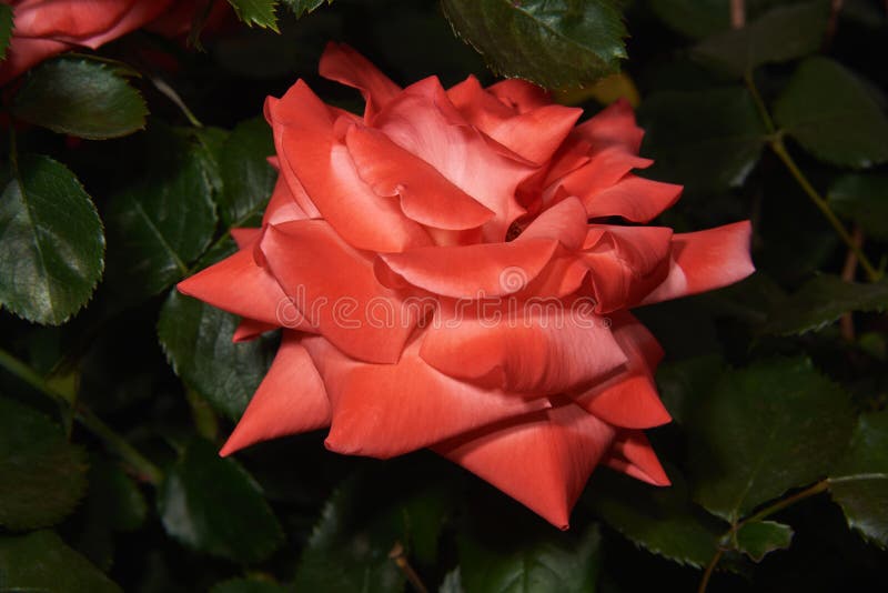 Beautiful red rose on a dark background royalty free stock photography