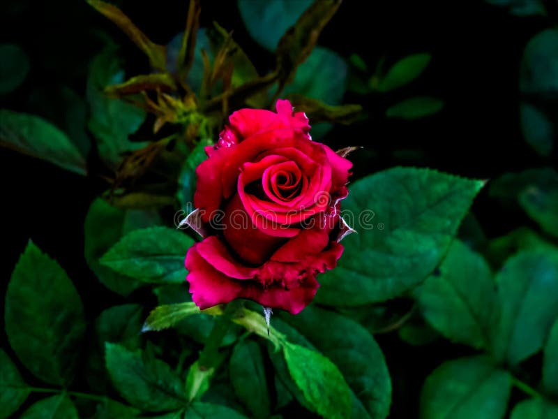 Red Rose in dark green background royalty free stock photography Red Rose in dark green background royalty free stock photography