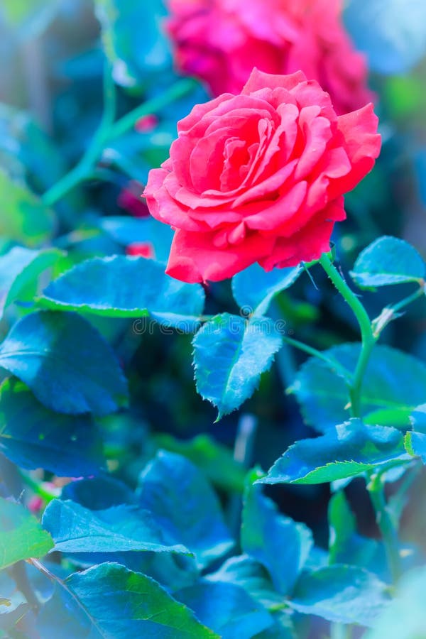 Beautiful Red Rose flower blooming on a bush in rose garden royalty free stock photography Beautiful Red Rose flower blooming on a bush in rose garden royalty free stock photography