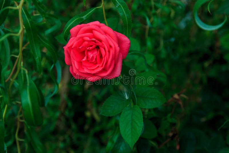 Beautiful Red Rose Flower on Green Background