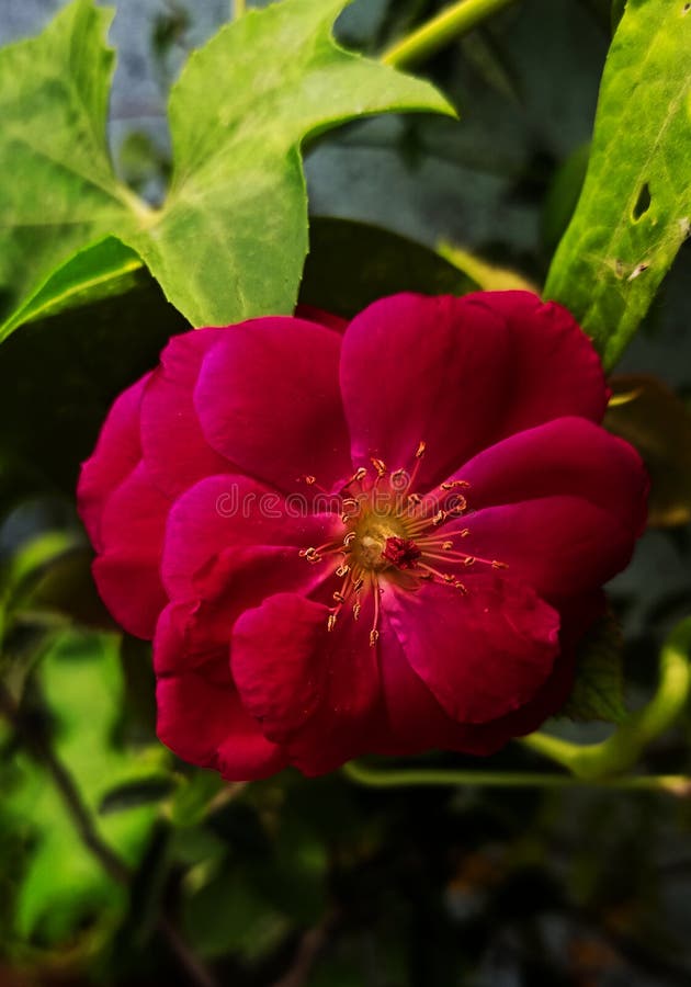 Beautiful Red Rose Flower in the Pot Stock Photo Image of beautiful