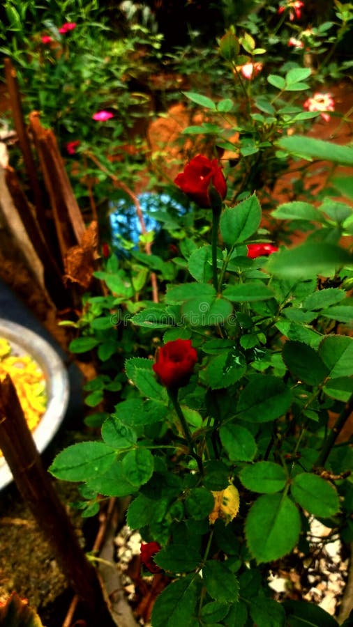 Beautiful Red Rose Flower in Sri Lanka Stock Image Image of rose