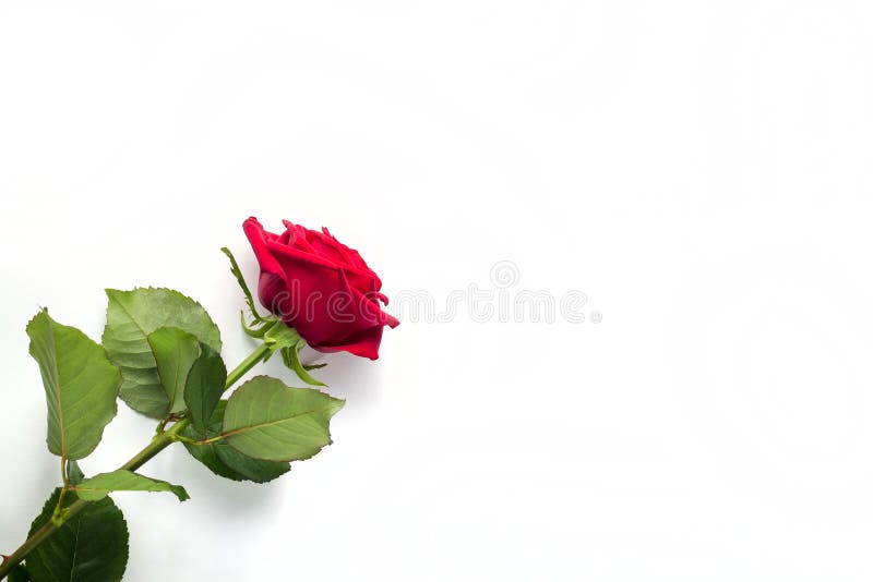 Beautiful Red Rose Flower with stem Isolated on White background. Concept for 8 march wedding with copy space