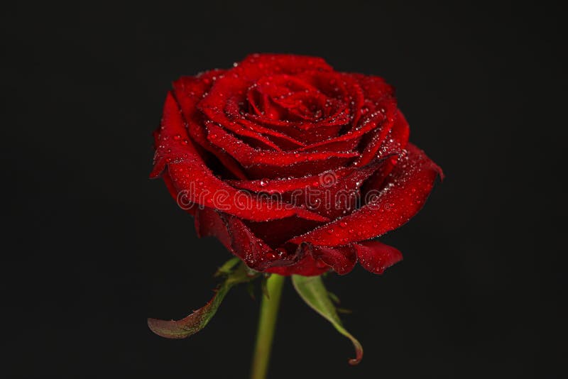 Beautiful Red Rose Flower with Water Drops on Black Background ...