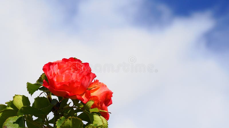 Beautiful Red Rose Flowers with Green Leaves Isolated on Blue Sky with ...
