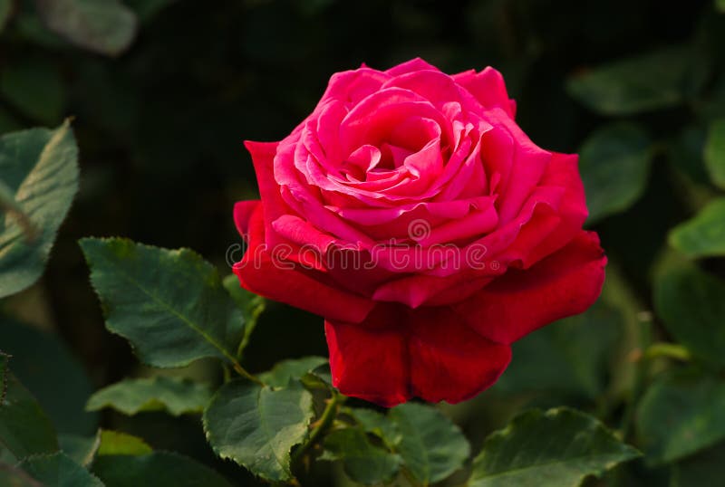 Beautiful Red Rose in a Garden Stock Photo - Image of flower, fresh ...