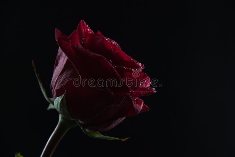 Beautiful red rose in a glass of water on a black background