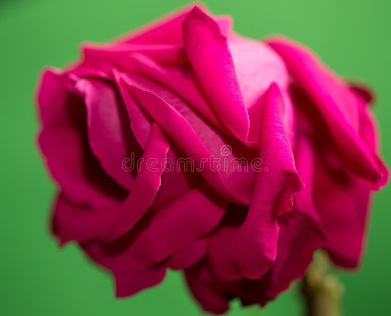 Beautiful Red Rose on a Green Background Stock Image Image of roses