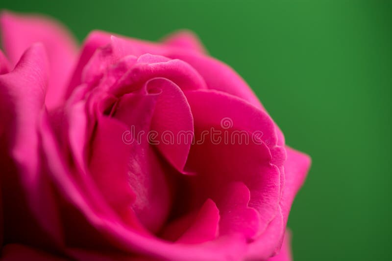 Beautiful Red Rose on a Green Background Stock Photo Image of floral
