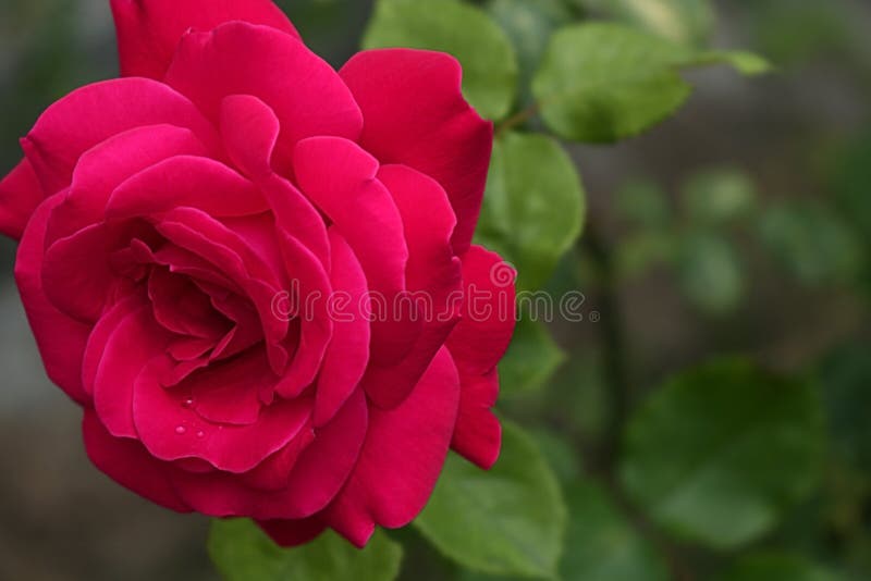 Beautiful Red Rose on a Green Garden Backround Stock Image - Image of ...